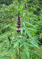 flowering plant of Leonurus sibiricus L. with pink flower spikes