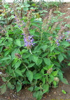 flowering plants of Salvia miltiorrhiza Bunge with lilac spikes grow in a cluster