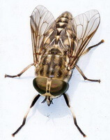 an insect of Tabanus bivittatus Matsumura.