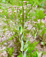 flowering plant of Vaccaria segetalis Neck.Garcke. with many pink flowers