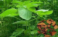 plant of Boehmeria nivea L.Gaud with green leaves and reddish brown root slices