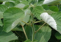 plants of Boehmeria nivea L.Gaud with green leaves