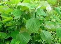shrubs of Boehmeria nivea L.Gaud with many leaves grow in field