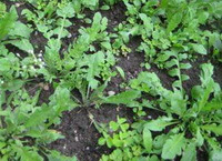 several shrubs of Capsella bursa-pastoris L.Medic. grow in a field