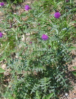flowering plants of Cirsium japonicum DC. grow in field