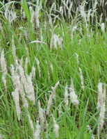 growing plants of Imperata cylindrica Beauv.var.major Nees C.E.Hubb. with white flower spikes