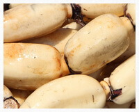 fresh segments of Lotus Root