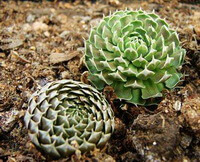 two green plants of Orostachyl spinosus L.C.A.Mey. grow in field