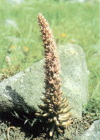 a plant of Orostachys fimbriatus Turcz.Berg grows in grass field near a big stone
