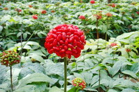 flowering plants of Panax notoginseng grow in field with red fruit spike