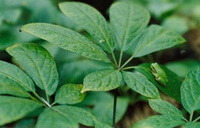 shrubs of Panax notoginseng with green leaves