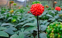plants of Panax notoginseng with red fruit spikes and green unmature fruit spikes grow in field