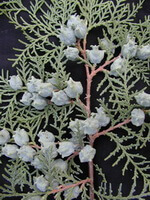 fruiting branches of Platycladus orientalis L. Franco. with many pale blue fruits