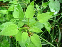 plants of Rubia cordifolia L with green leaves grow in grass