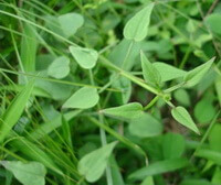 shrubs of Rubia cordifolia L with leaves grow in field