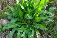 plants of Rumex patientia L. with many green leaves grow in grass
