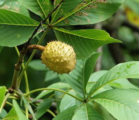 fruiting tree of Aesculus chinensis Bge with a small fruit and many green leaves