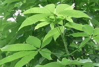 leaves of Aesculus chinensis Bge.var.chekiangensis Hu et Fang Fang.