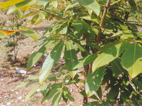 tree of Aesculus wilsonii Rehd with many leaves grow in a sunny field
