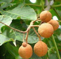 brownish fruits of Aesculus wilsonii Rehd grow in branches