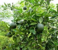 fruiting tree of Citrus aurantium L grow in field with many green fruits and leaves