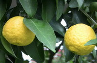 two yellow fruits of Citrus medica L. grow on branches
