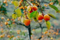 tree of Diospyros kaki Thunb with orange-colored fruits hanging on branches