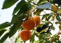 branches of Diospyros kaki Thunb with several orange-colored fruits