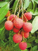 fruits of Litchi chinensis Sonn in a cluster grow on branches