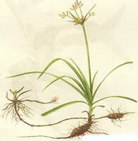a colorful drawing of Cyperus rotundus L,whole plant,rhizome,small flowers