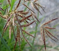 brownish flowering spikes of Cyperus rotundus L.