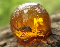 Succinum:amber with small insect