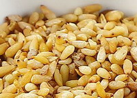 many yellow seed kernels of Chinese Arborvitae Seed