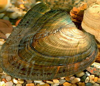 two shellfishes of Hyriopsis cumingii Lea in sands