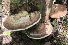 three pale brown mushrooms of Ganoderma australe Fr.Pat grow on tree trunk.
