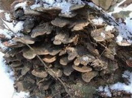 many mushrooms of Ganoderma mirivelutinum J.D.Zhao. grow together