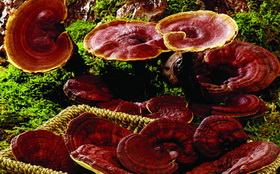 several brownish mushrooms of Ganoderma multplea D.Hou. grow in field and collected in bamboo basket
