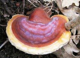 a reddish brown mushroom of Ganoderma ochrolaccatum Mont Pat grows in grass