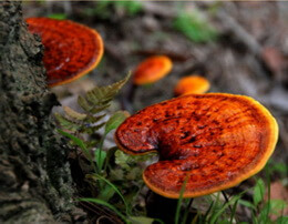 two reddish mushrooms of Ganoderma shandongense.J.D.Zhao et L.W.Hsu. grow on some trunks