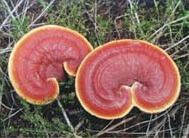two redddish brown mushrooms of Ganoderma tsugae grow in grass.