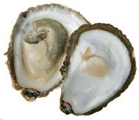 a shellfish in two halves of Pinctada margaritifera Linnaeus