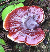 a big reddish brown Lingzhi Mushroom Ganoderma Lucidum Fairy Grass grows on a trunk