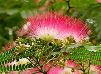 flowering tree of Albizia julibrissin Durazz with red flowers