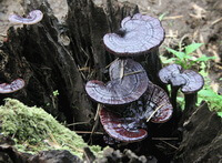 several Purple Ganoderma Ganoderma sinense Zhao,Xu et Zhang.grow around trucks