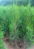 small trees of Platycladus orientalis L.Franco. grow in a field