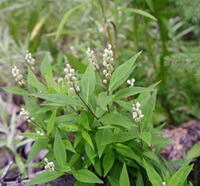 flowering plants of Polygala senega L with white flower spikes