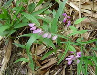 flowering plant of Polygala tenuifolia Willd.