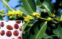 flowers and fruit seeds of Ziziphus spinosa Hu