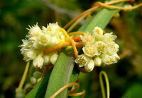 yellowish flowering plant of Cuscuta australis R.Br. with yellow flowers grow on green stems of a host plant