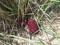 a plant of Cynomorium songaricum Rupr. grows in arid grass field